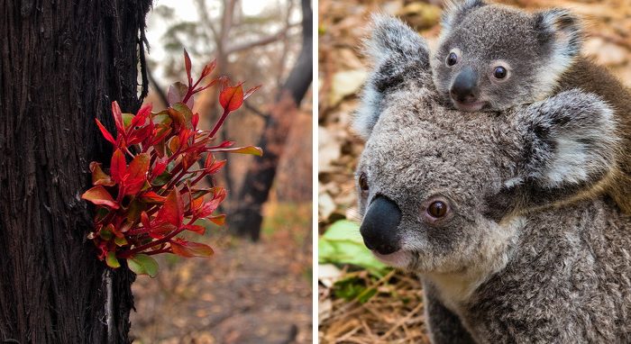 Photos Of Hope: Australian Forests Are Springing Back to Life After the Devastating Bushfires