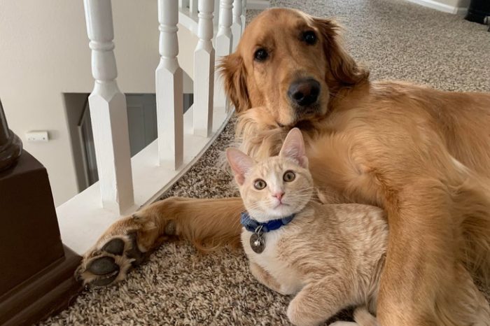 10 Photos That Show How Full Of Love Pets Really Are