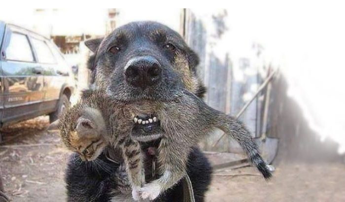 This Dog Saved His Little Kitten Friend From A Burning House