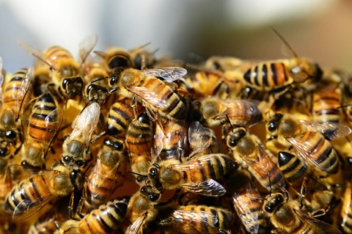 Swarm Of 50,000 Bees Attacked Pasadena Police Responding To Report Of Single Bee Sting