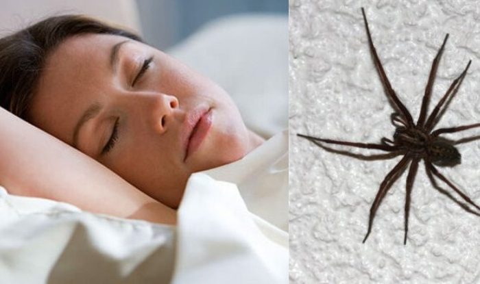 The Sickening Truth About Eating Spiders In Your Sleep