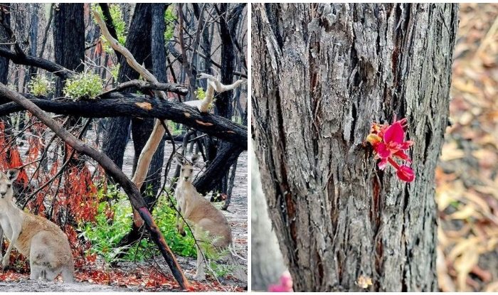 Nature Is Stronger Than Any Other Force: This Is Australia After The Bushfires