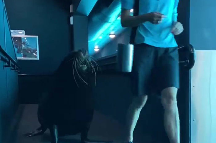 After Closing Down, This Sea World Shares The Adventures Of A Sea Lion Who Gets To Visit Other Animals At The Oceanarium
