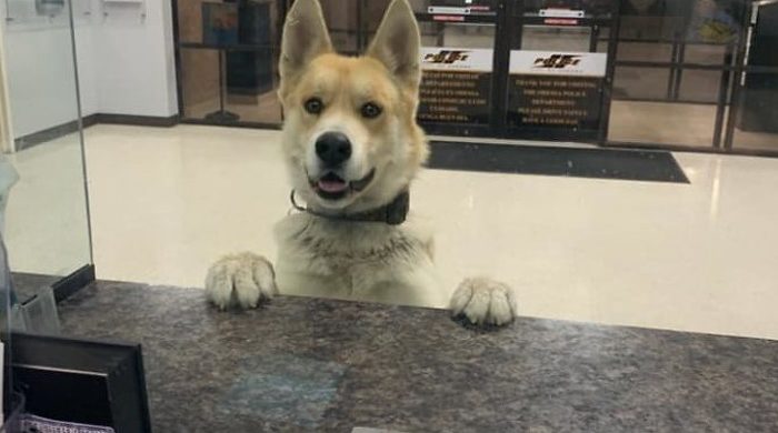 Dog Got Lost And He Came To Police Station To Say He’s Missing