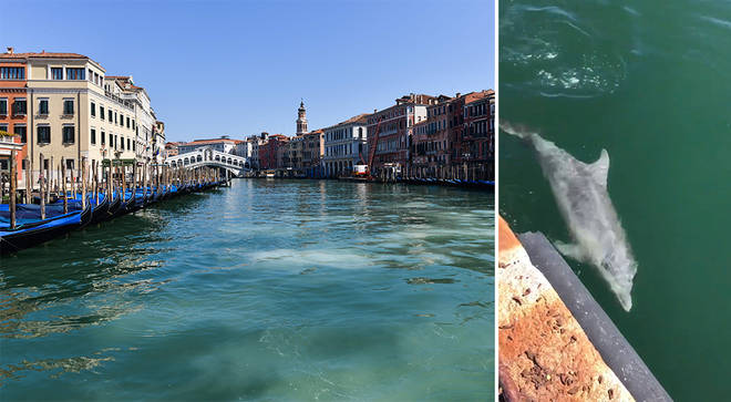 Venice canals run clear, dolphins appear in Italy’s waterways amid coronavirus lockdown