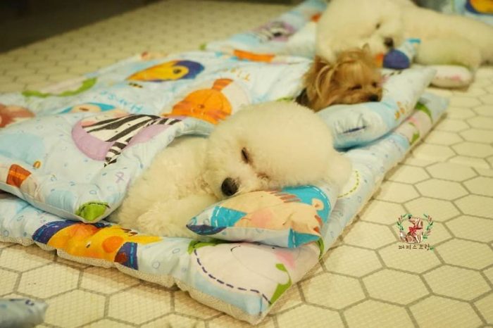 If You Had a Bad Day, These Pictures of Adorable Puppies Taking Over The Internet Will Make Things Better