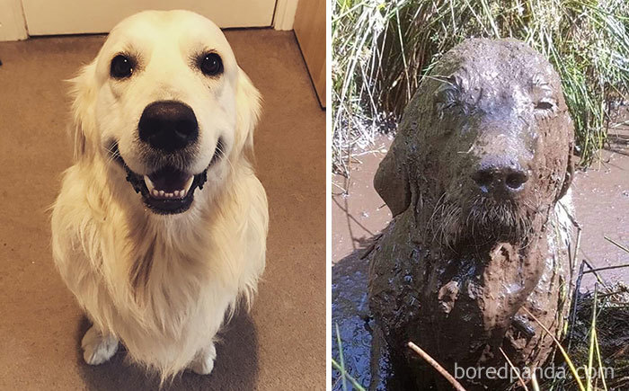 Never Let Your Dog Play In The Mud. Here's 22 Examples Why