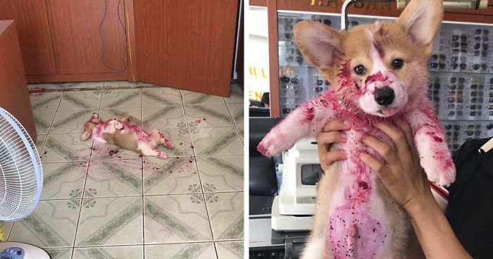 This Little Corgi Gives His Owner And The Entire Internet A Mini Heart Attack