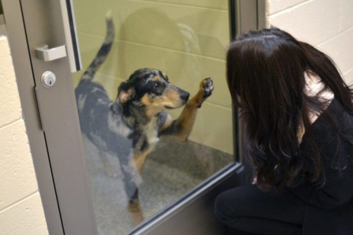 Animal Shelter Encourages Fostering a Pet During Coronavirus Pandemic