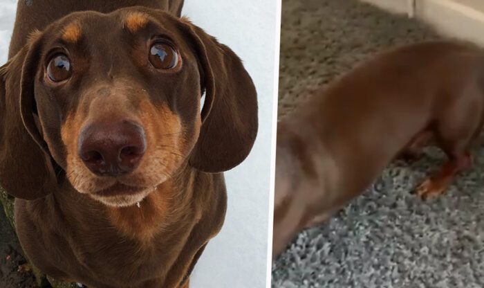 Sausage Dog Hurts Tail After He Was Wagging It So Much Because Everyone Is Home Due To Self-Isolation