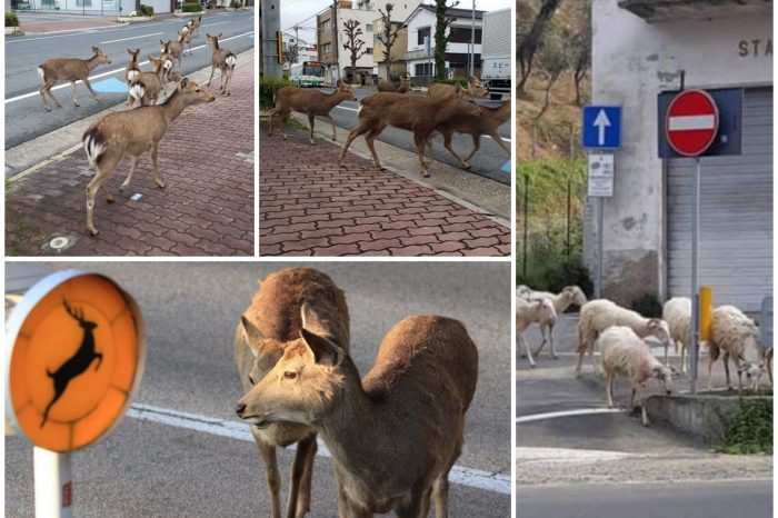 The Coronavirus Quarantine Brings Unexpected Guests On The Streets