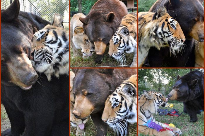 Most Unusual Friendship You'll Ever Seen: Bear, Lion And Tiger Are Inseparable For 15 Years