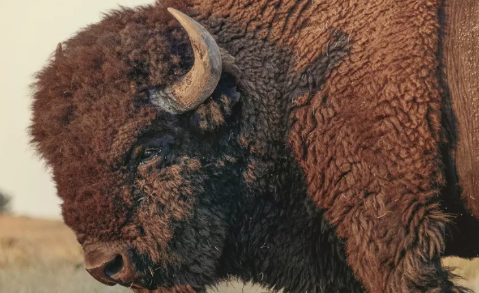 Herd Of Bison Interrupts TV-Broadcast. Reporter Reaction Was Hilarious