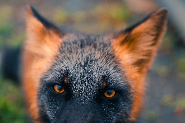 Guy Earns The Trust Of A Black And Orange Fox, Shares Stunning Pictures