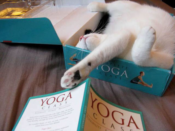 14 Times Cats Fell Asleep In Hilarious Places