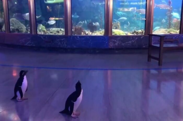 Chicago Aquarium Closes To Public But The Penguins Make The Most Of It