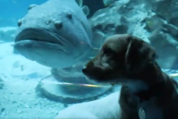 Watch These Puppies Explore An Aquarium And Forget About Stress