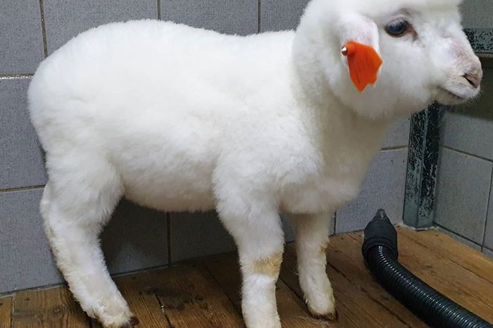 A Sheep Cafe In Korea Shares Photos Of A Sheep Getting Washed