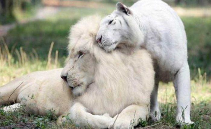 White Tiger and White Lion Had Babies And They’re Adorable