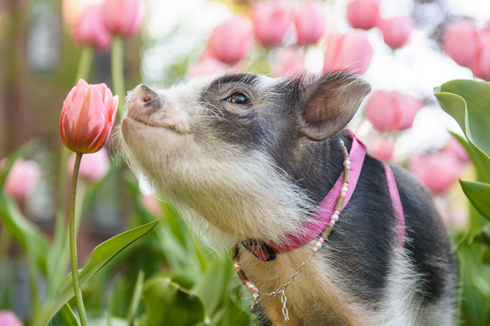 Chantal Levesque Photographed A Pig In Pink Tulips