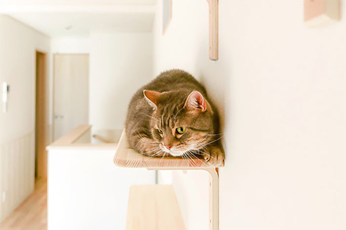 These Apartments Are Made For Singles Who Want To Live With Cats