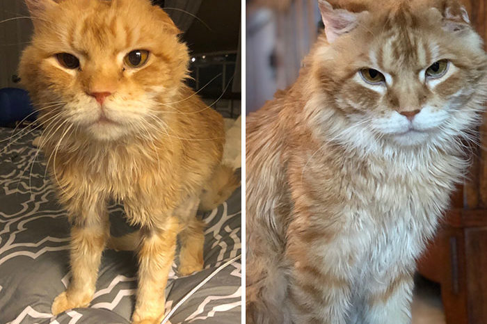 People Are Sharing Before And After Adoption Pictures Of Their Cats And It’s Heartwarming