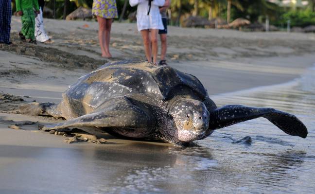 Deserted Thai Beaches See Most Turtles Nesting In 20 Years