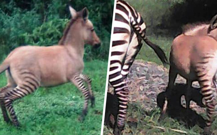 Zebra Fall in Love With Donkey And Gave Birth To This Beautiful Zonkey