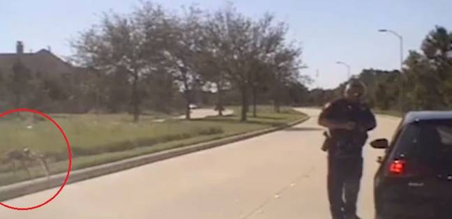 This Video Of A Giant Spider Hunting A Cop Has Left The Internet Baffled