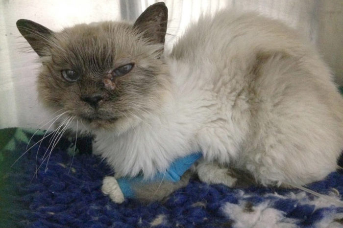 Cat That Went Missing Ten Years Ago is Reunited With Her Owner, But She Needs Medical Help