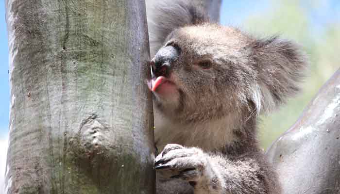 How Do Koalas Drink? Not The Way You Might Think