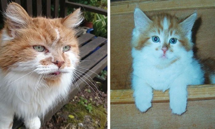 It's a sad, sad day... The world's oldest Cat, Rubble, has gone to kitty heaven aged 31