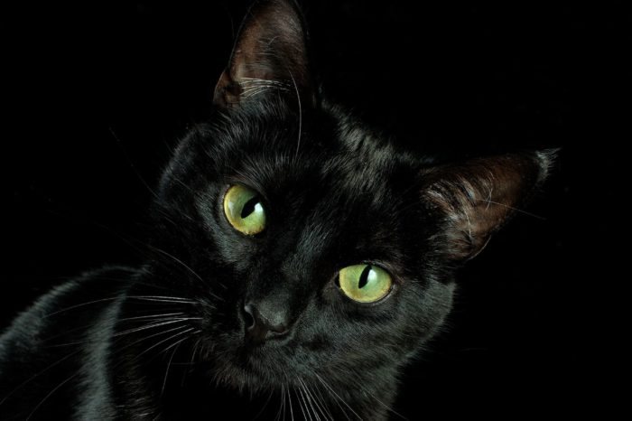 Three Ways Black Cats Will Bring You Good Luck