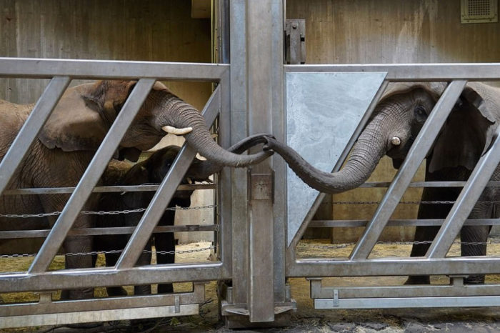 Adorable Moment Elephant Touches Trunks With Her Daughter And Granddaughter At German Zoo After 12 Years' Separation