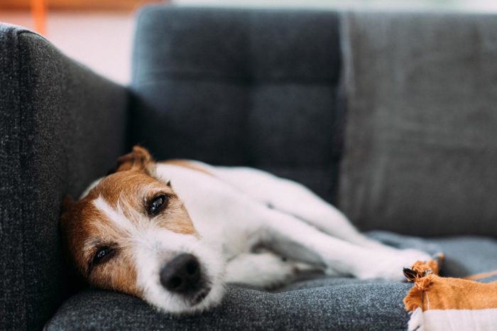 How to reduce separation anxiety in dogs when you go back to work