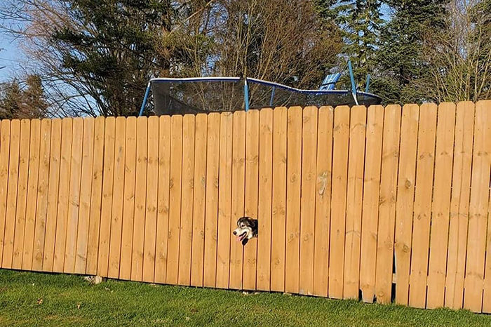 Owners Decorated Fence After Realizing Their Dogs Like To Watch The Neighborhood Through The Hole  
