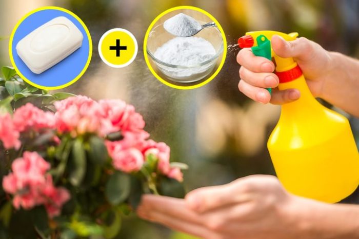 Easy Baking Soda Tricks You Can Use to Take Care of Your Garden