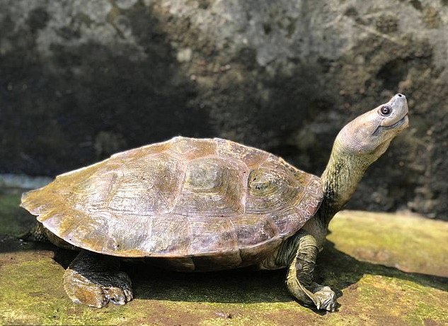 Rare Turtle Species Known For Its Cheeky 'Smiling' Expression Is Rescued From The Brink Of Extinction By Conservationists