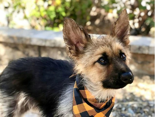This German Shepherd Will Always Look Like A Tiny Puppy