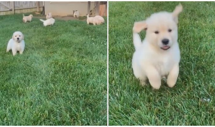 Adorable Golden Retriever Puppy Thinks He Is A Bunny