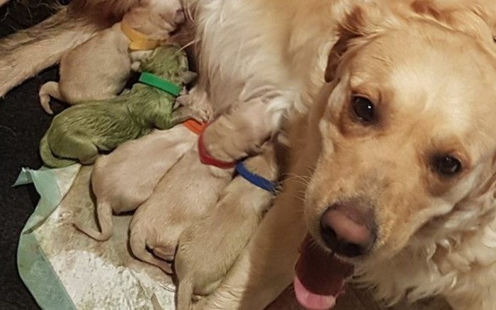 Green Retriever? Rio Had A Litter Of Puppies, But One Of Them Completely Stands Out!