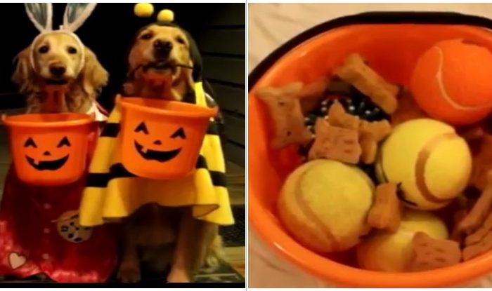 These Golden Retrievers Decided That “Trick Or Treat” Isn’t Just For Kids