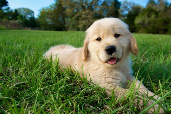 Five Reasons Why Golden Retrievers Are The Ideal Pet