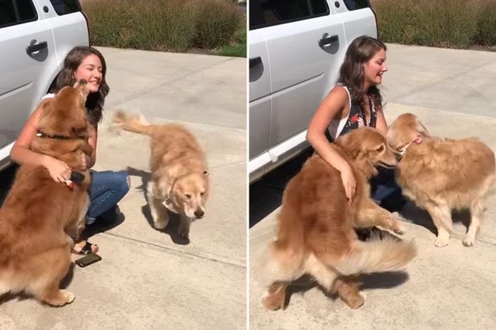 Heartwarming Moment: Golden Retrievers Welcome Home Their Favourite College Girl