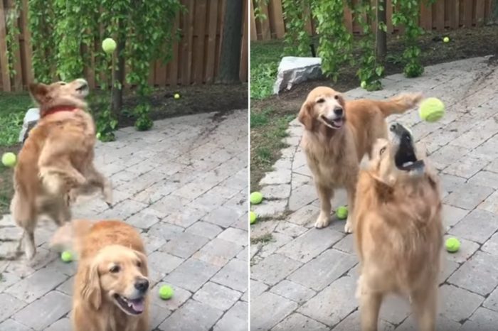 Seems Like They Forgot How To Dog: Two Goldies Hilariously Fail To Catch Tennis Balls