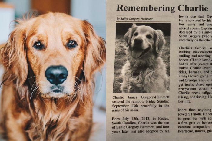 You Will SOB After Reading This Good Boy’s Loving Obituary