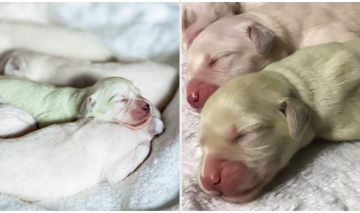 Golden Retriever Mom Gave Birth To A Green Puppy, Owners Named It “Mojito”