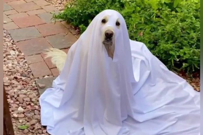 It’s Spoopy Season! Rare "Ghoulden Retriever" Spotted, He Is Only Seen Around Halloween