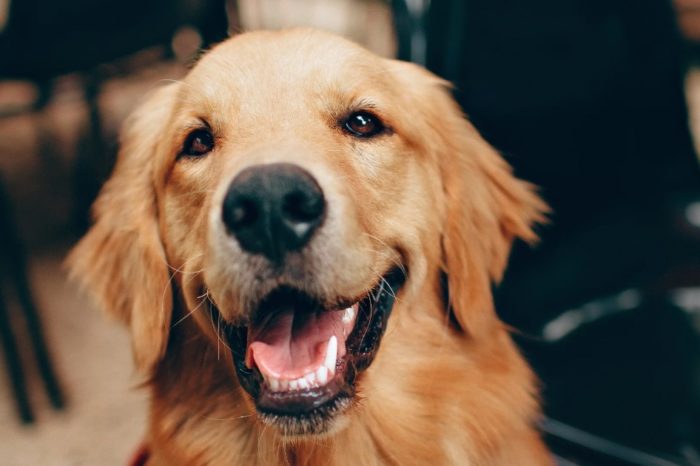 Four Characteristics Of Golden Retrievers That Make Them Absolutely Perfect!