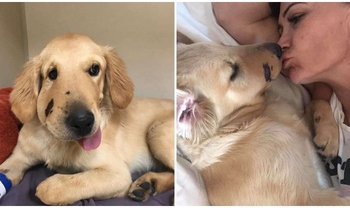 Golden Retriever Puppy Jumps In Front Of Owner To Save Her From Snake Bite